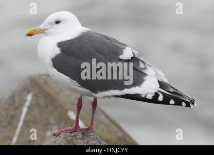 Schisteux adultes Goéland marin (Larus schistisagus), l'aile de la Sibérie et du Pacifique, à Hokkaido, au Japon. Banque D'Images