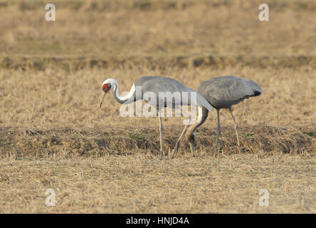 Paire de grue à cou blanc (Grus vipio) se nourrissant dans le chaume d'une rizière, à Arasaki, Kyushu, Japon Banque D'Images