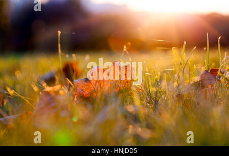 Allongé sur le sol le feuillage de l'érable tombés lors de la saison d'automne. Photo prise libre. Petite profondeur de champ. Le temps ensoleillé et le feuillage visible su Banque D'Images
