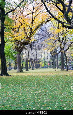 Le centre commercial et littéraire promenade dans Central Park contient une des plus grande et dernière demeure de l'orme américain Banque D'Images