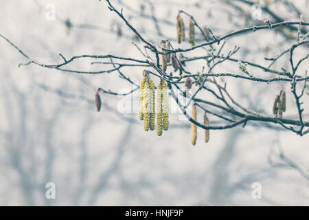 Frosty Hazel bourgeons sur branche d'arbre Banque D'Images