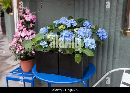 Hortensia bleu sur bleu métal dans la rue près de la boutique de fleurs à vendre Banque D'Images