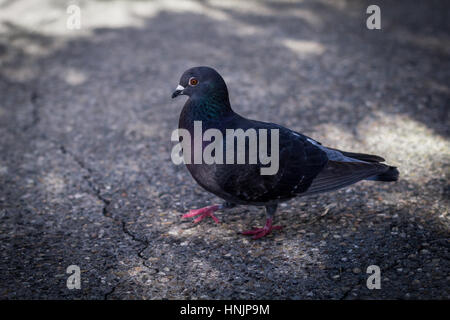 Oiseau Pigeon walking in park on street Banque D'Images