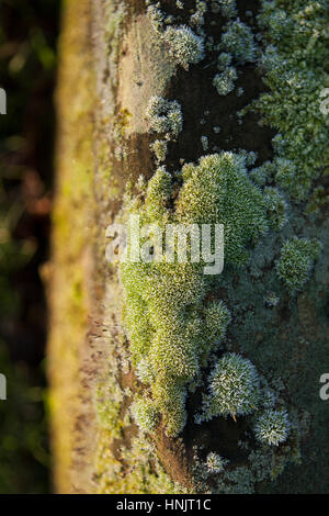 Abstract close up of frosty mousse sur tronc d'arbre sur un matin de novembre, England, UK Banque D'Images