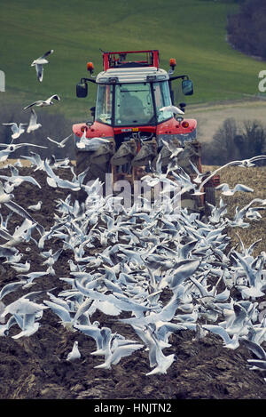 Un tracteur agricole labourer un champ en automne surrouned par nourrir les mouettes Banque D'Images