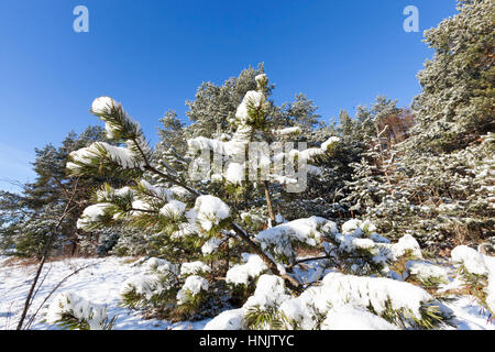 Zone de forêt, planté de pins et d'épinettes. Sur les branches de sapins est blanche neige après une chute de neige. Ciel bleu, close-up photographie dans l'hiver se Banque D'Images