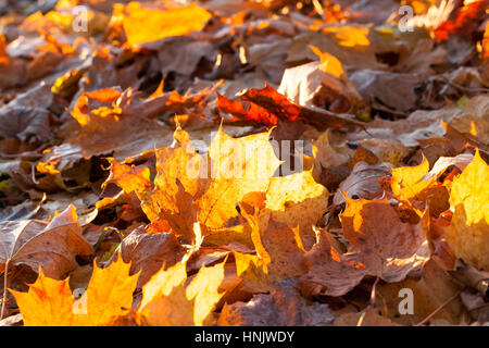 Le tombé au sol à l'automne feuilles d'érable jaune saison. Petite profondeur de champ. Lumineux feuillage sun rétroéclairé. La photo a été prise à partir de la b Banque D'Images