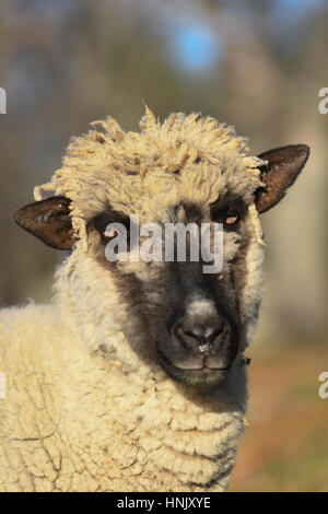 Portrait d'un mouton avec un visage noir Banque D'Images