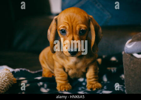 8 semaines bon brown dachshund puppy assis sur un canapé en cuir brun et noir couverture avec pattes imprimer, de jouets et de chambres à proximité. Premier jour dans une nouvelle maison Banque D'Images