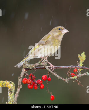 Verdier, sur une branche couverte de lichen dans la pluie, l'hiver, le Pays de Galles, 2017 Banque D'Images