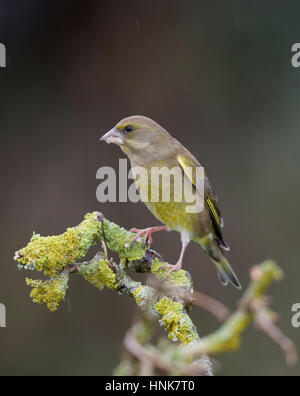 Verdier (Carduelis chloris) sur une branche couverte de lichens en hiver,le pays de Galles, 2017 Banque D'Images