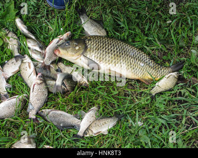 Prise de poissons sur l'herbe verte de grands exemplaires et le carassin Banque D'Images