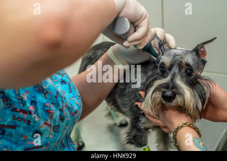 Médecin vétérinaire l'examen de l'oreille de labrador avec otoscope Banque D'Images