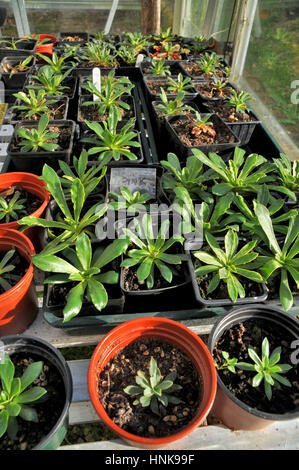 Une serre avec de jeunes plantes à fleurs en pots, en spécifiant leur couleur, prêt à être planté à l'extérieur dans le jardin. Banque D'Images