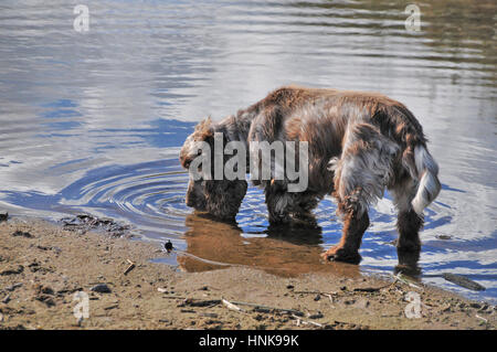 Une soif de chien cocker lapping / eau potable dans une rivière. Banque D'Images