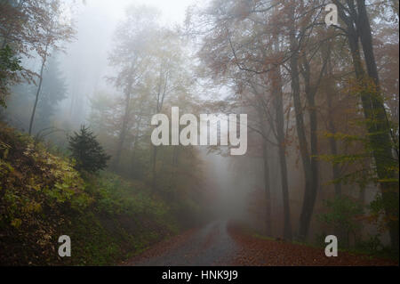Une route de disparaître dans la forêt brumeuse. Banque D'Images