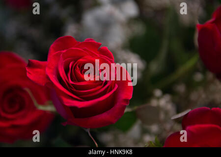 Bouquet rose Banque D'Images