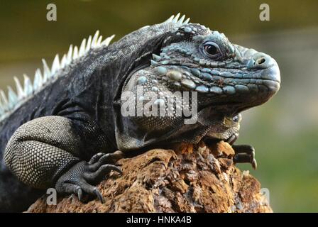 L'iguane bleu (Cyclura lewisi), également connu sous le nom de Grand Cayman Grand Cayman, iguane iguane bleu ou Cayman Island blue iguana Banque D'Images