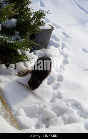 Chat noir sur le déneigement à la journée d'hiver ensoleillée Banque D'Images