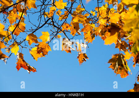 Les érables jauni à l'automne Banque D'Images