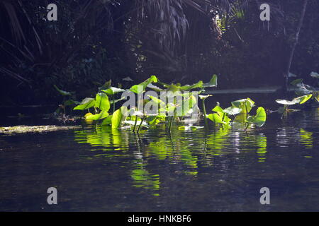 Wekiwa Springs, Florida State Parks, Orlando, Floride, USA Banque D'Images