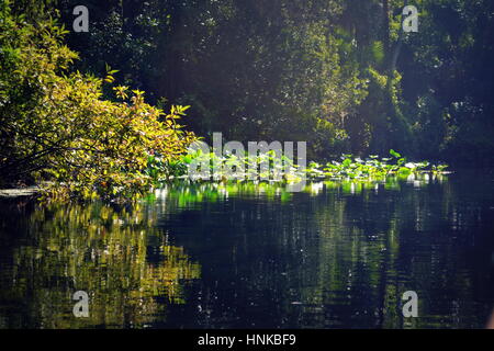 Wekiwa Springs, Florida State Parks, Orlando, Floride, USA Banque D'Images