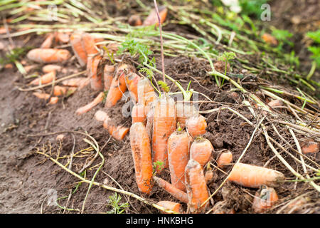 Dans le domaine des carottes rouges Banque D'Images