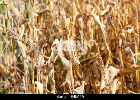 Le maïs mûr jauni Banque D'Images