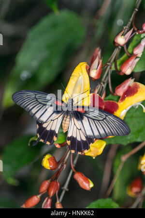 Grand Mormon jaune : Papilio lowi. Réveil sur vigne (Thunbergia mysorensis) produites spécimen. Banque D'Images