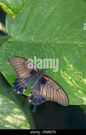 Jaune : papillon grand Mormon Papilio lowi Banque D'Images