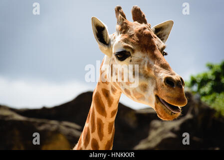 Girafe face close-up, au zoo de Sydney Banque D'Images