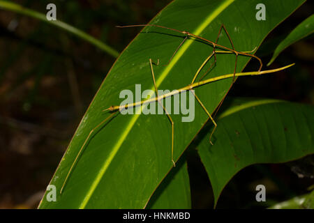 Stick insects (Phasmatidae), des couples sur des feuilles oblongues, rainforest, côte est, à Madagascar Banque D'Images