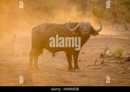 Buffle d'Afrique (Syncerus caffer), Kruger National Park, Afrique du Sud Banque D'Images