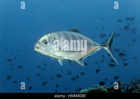 Carangue Carangoides ferdau (bleu), du poisson, de l'Océan Indien, les Maldives Banque D'Images