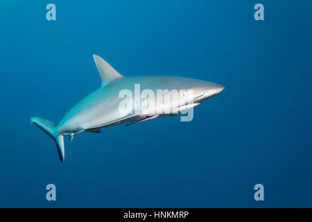 Requin gris de récif (Carcharhinus amblyrhynchos), de l'Océan Indien, les Maldives Banque D'Images