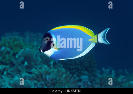 Bleu poudre tang (Acanthurus leucosternon), de l'Océan Indien, les Maldives Banque D'Images