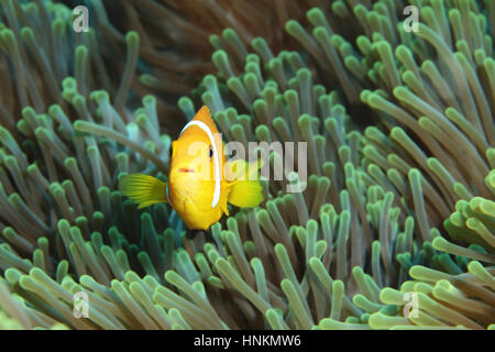 Les Maldives poisson clown (Amphiprion nigripes), l'anémone Heteractis magnifica (magnifique), de l'Océan Indien, les Maldives Banque D'Images
