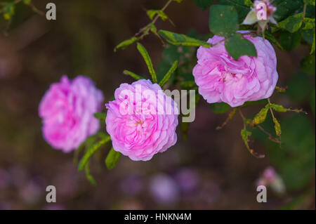 Sur le parterre de roses roses dans un parc au printemps Banque D'Images