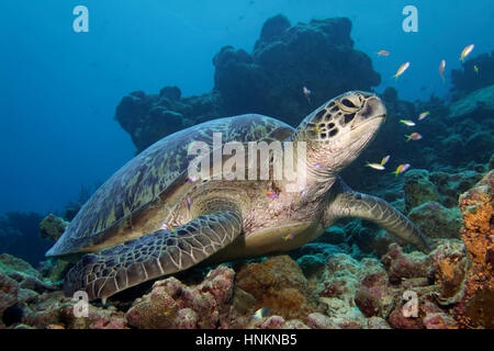 La tortue verte (Chelonia mydas) assis dans les récifs coralliens, de l'Océan Indien, les Maldives Banque D'Images