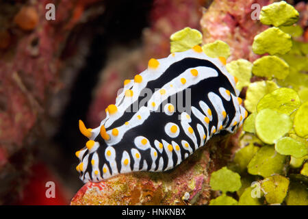 Les varices verrue Slug (Phyllidia varicosa), de l'Océan Indien, les Maldives Banque D'Images