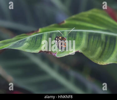 Tiger longwing butterfly resting on leaf Banque D'Images