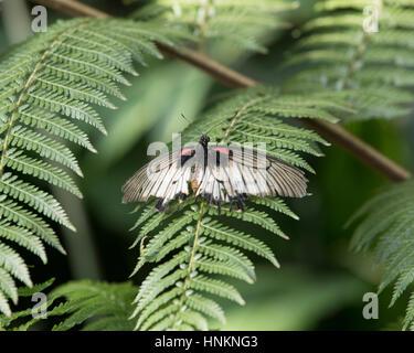 Grand papillon femelle jaune Mormon Banque D'Images