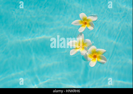 Trois fleur de frangipanier blanc sur l'eau dans la piscine Banque D'Images