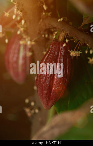 Pod Cacao prêtes pour la récolte sur le cacaoyer close up Banque D'Images