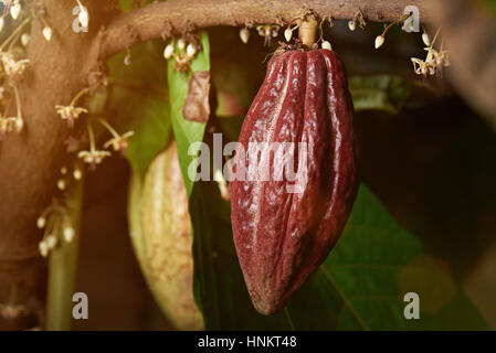 Big Red One prêt pour la récolte du cacao cacaoyer pod close up Banque D'Images