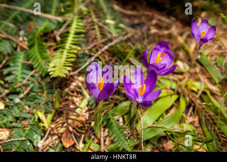 Purple crocus a fleuri dans la forêt du printemps dans la neige, forêt, nature, beauté, crocus, violettes, printemps, safran, fleur Banque D'Images