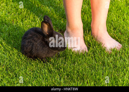 Le lapin noir. peu de lapins black assis sur l'herbe verte de près. Sur la pelouse de lapin lapin sur l'herbe verte, une peur rabb Banque D'Images
