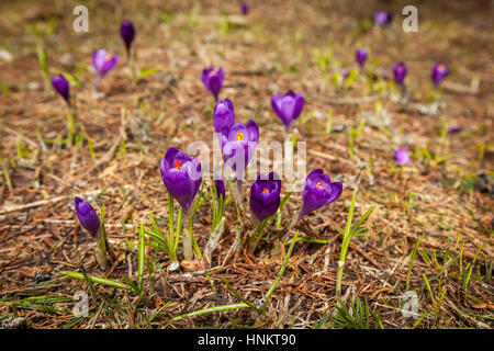 Purple crocus a fleuri dans la forêt du printemps dans la neige, forêt, nature, beauté, crocus, violettes, printemps, safran, fleur Banque D'Images