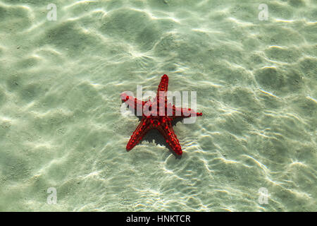 Dans l'étoile de la mer. Belle étoile rouge se trouve sur le sable dans l'eau cristalline de l'eau. L'étoile se trouve sur le sable blanc dans le reflet d'un soleil, Af Banque D'Images