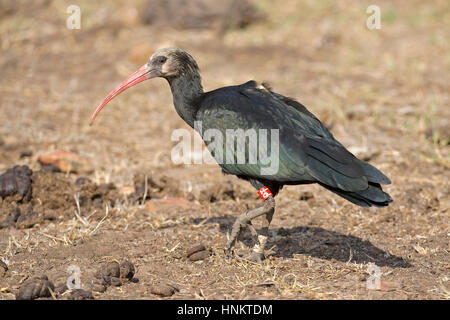 Ibis chauve, Geronticus eremita - mineur Banque D'Images